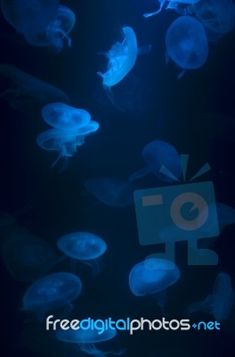 Jellyfish Stock Photo