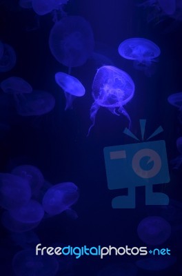 Jellyfish Stock Photo