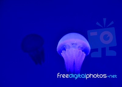 Jellyfish Stock Photo