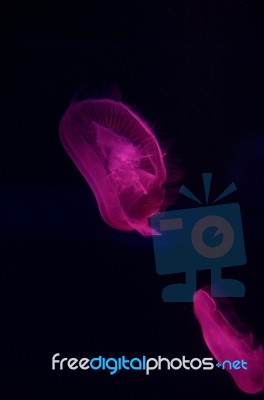 Jellyfish Stock Photo