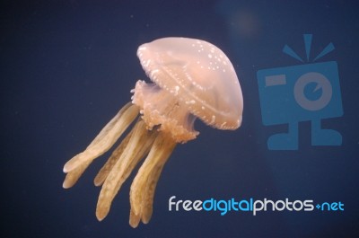 Jellyfish Stock Photo