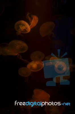 Jellyfish  Background Stock Photo