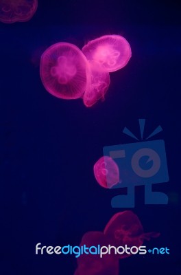 Jellyfish  Background Stock Photo