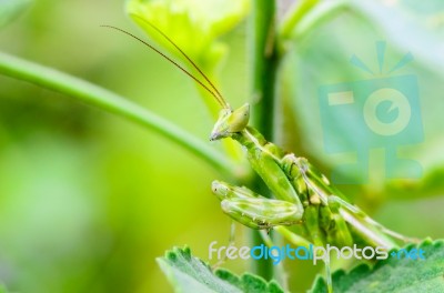 Jeweled Flower Mantis Or Indian Flower Mantis Stock Photo