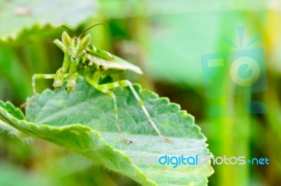 Jeweled Flower Mantis Or Indian Flower Mantis Stock Photo