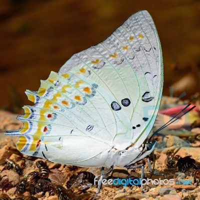 Jewelled Nawab Butterfly Stock Photo