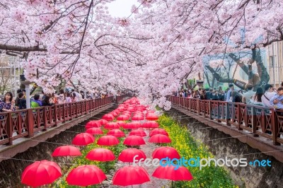 Jinhae,korea - April 2 : Jinhae Gunhangje Festival Is The Largest Cherry Blossom Festival In Korea.tourists Taking Photos Of The Beautiful Scenery Around Jinhae,korea On April 2,2016 Stock Photo