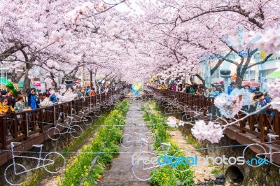 Jinhae,korea - April 2 : Jinhae Gunhangje Festival Is The Largest Cherry Blossom Festival In Korea.tourists Taking Photos Of The Beautiful Scenery Around Jinhae,korea On April 2,2016 Stock Photo