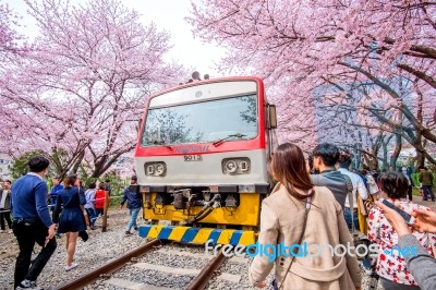 Jinhae,korea - April 2 : Jinhae Gunhangje Festival Is The Largest Cherry Blossom Festival In Korea.tourists Taking Photos Of The Beautiful Scenery Around Jinhae,korea On April 2,2016 Stock Photo