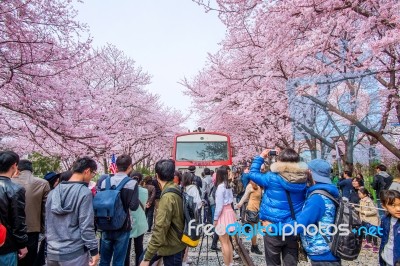 Jinhae,korea - April 2 : Jinhae Gunhangje Festival Is The Largest Cherry Blossom Festival In Korea.tourists Taking Photos Of The Beautiful Scenery Around Jinhae,korea On April 2,2016 Stock Photo