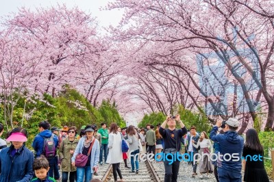 Jinhae,korea - April 2 : Jinhae Gunhangje Festival Is The Largest Cherry Blossom Festival In Korea.tourists Taking Photos Of The Beautiful Scenery Around Jinhae,korea On April 2,2016 Stock Photo