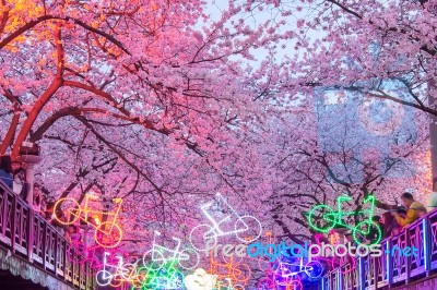 Jinhae,korea - April 2 : Jinhae Gunhangje Festival Is The Largest Cherry Blossom Festival In Korea.tourists Taking Photos Of The Beautiful Scenery Around Jinhae,korea On April 2,2016 Stock Photo