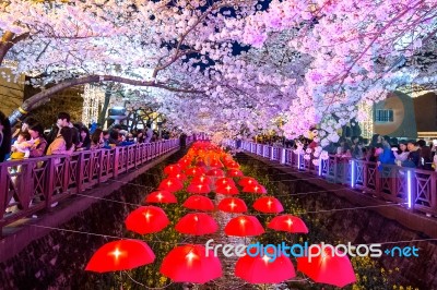 Jinhae,korea - April 2 : Jinhae Gunhangje Festival Is The Largest Cherry Blossom Festival In Korea.tourists Taking Photos Of The Beautiful Scenery Around Jinhae,korea On April 2,2016 Stock Photo