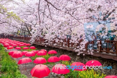 Jinhae,korea - April 2 : Jinhae Gunhangje Festival Is The Largest Cherry Blossom Festival In Korea.tourists Taking Photos Of The Beautiful Scenery Around Jinhae,korea On April 2,2016 Stock Photo