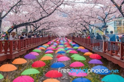 Jinhae,korea - April 4 : Jinhae Gunhangje Festival Is The Largest Cherry Blossom Festival In Korea.tourists Taking Photos Of The Beautiful Scenery Around Jinhae,korea On April 4,2015 Stock Photo