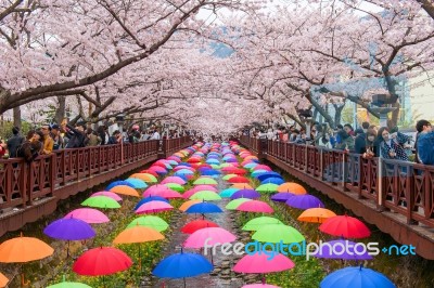 Jinhae,korea - April 4 : Jinhae Gunhangje Festival Is The Largest Cherry Blossom Festival In Korea.tourists Taking Photos Of The Beautiful Scenery Around Jinhae,korea On April 4,2015 Stock Photo