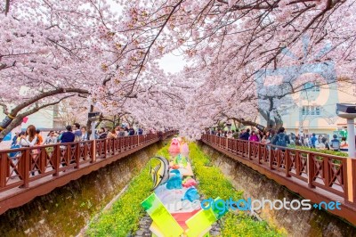 Jinhae,korea - April 4 : Jinhae Gunhangje Festival Is The Largest Cherry Blossom Festival In Korea.tourists Taking Photos Of The Beautiful Scenery Around Jinhae,korea On April 4,2015 Stock Photo