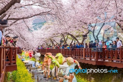 Jinhae,korea - April 4 : Jinhae Gunhangje Festival Is The Largest Cherry Blossom Festival In Korea.tourists Taking Photos Of The Beautiful Scenery Around Jinhae,korea On April 4,2015 Stock Photo