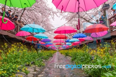 Jinhae,korea - April 4 : Jinhae Gunhangje Festival Is The Largest Cherry Blossom Festival In Korea.tourists Taking Photos Of The Beautiful Scenery Around Jinhae,korea On April 4,2015 Stock Photo