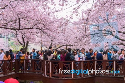 Jinhae,korea - April 4 : Jinhae Gunhangje Festival Is The Largest Cherry Blossom Festival In Korea.tourists Taking Photos Of The Beautiful Scenery Around Jinhae,korea On April 4,2015 Stock Photo