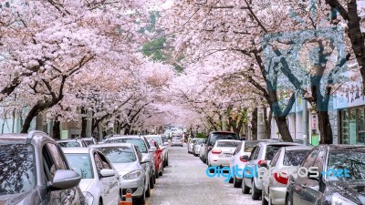 Jinhae,korea - April 4 : Jinhae Gunhangje Festival Is The Largest Cherry Blossom Festival In Korea.tourists Taking Photos Of The Beautiful Scenery Around Jinhae,korea On April 4,2015 Stock Photo