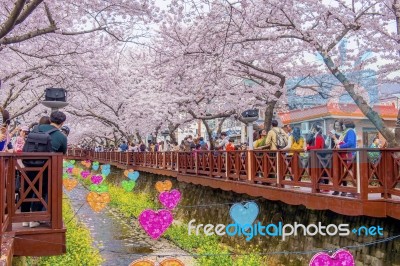 Jinhae,korea - April 4 : Jinhae Gunhangje Festival Is The Largest Cherry Blossom Festival In Korea.tourists Taking Photos Of The Beautiful Scenery Around Jinhae,korea On April 4,2015 Stock Photo