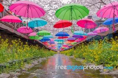 Jinhae,korea - April 4 : Jinhae Gunhangje Festival Is The Largest Cherry Blossom Festival In Korea.tourists Taking Photos Of The Beautiful Scenery Around Jinhae,korea On April 4,2015 Stock Photo