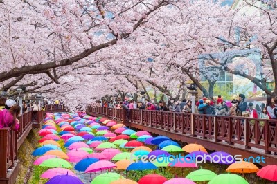 Jinhae,korea - April 4 : Jinhae Gunhangje Festival Is The Largest Cherry Blossom Festival In Korea.tourists Taking Photos Of The Beautiful Scenery Around Jinhae,korea On April 4,2015 Stock Photo