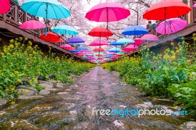 Jinhae,korea - April 4 : Jinhae Gunhangje Festival Is The Largest Cherry Blossom Festival In Korea.tourists Taking Photos Of The Beautiful Scenery Around Jinhae,korea On April 4,2015 Stock Photo