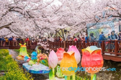 Jinhae,korea - April 4 : Jinhae Gunhangje Festival Is The Largest Cherry Blossom Festival In Korea.tourists Taking Photos Of The Beautiful Scenery Around Jinhae,korea On April 4,2015 Stock Photo