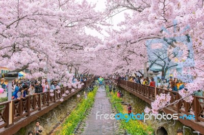 Jinhae,korea - April 4 : Jinhae Gunhangje Festival Is The Largest Cherry Blossom Festival In Korea.tourists Taking Photos Of The Beautiful Scenery Around Jinhae,korea On April 4,2015 Stock Photo