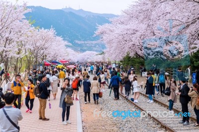 Jinhae,korea - April 4 : Jinhae Gunhangje Festival Is The Largest Cherry Blossom Festival In Korea.tourists Taking Photos Of The Beautiful Scenery Around Jinhae,korea On April 4,2015 Stock Photo