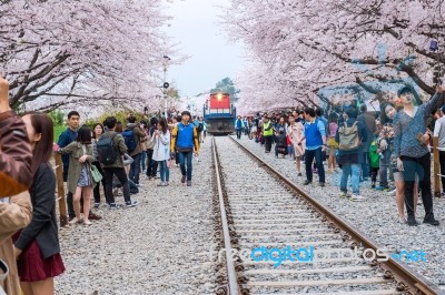 Jinhae,korea - April 4 : Jinhae Gunhangje Festival Is The Largest Cherry Blossom Festival In Korea.tourists Taking Photos Of The Beautiful Scenery Around Jinhae,korea On April 4,2015 Stock Photo