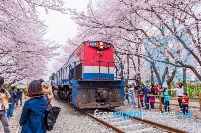 Jinhae,korea - April 4 : Jinhae Gunhangje Festival Is The Largest Cherry Blossom Festival In Korea.tourists Taking Photos Of The Beautiful Scenery Around Jinhae,korea On April 4,2015 Stock Photo