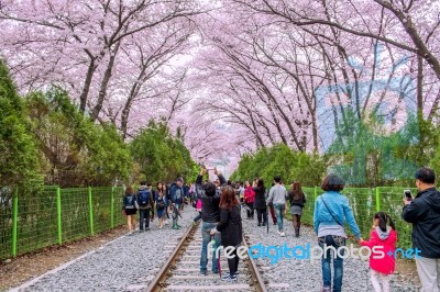 Jinhae,korea - April 4 : Jinhae Gunhangje Festival Is The Largest Cherry Blossom Festival In Korea.tourists Taking Photos Of The Beautiful Scenery Around Jinhae,korea On April 4,2015 Stock Photo