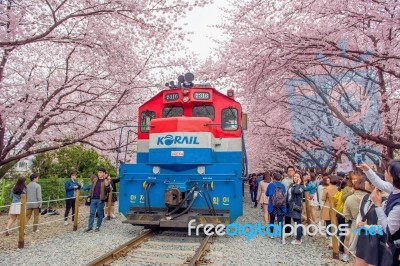 Jinhae,korea - April 4 : Jinhae Gunhangje Festival Is The Largest Cherry Blossom Festival In Korea.tourists Taking Photos Of The Beautiful Scenery Around Jinhae,korea On April 4,2015 Stock Photo