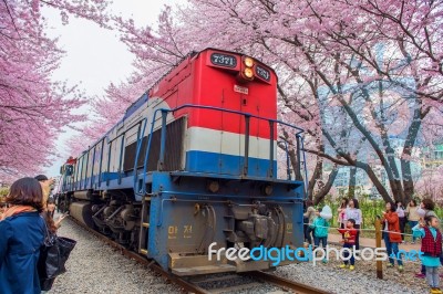 Jinhae,korea - April 4 : Jinhae Gunhangje Festival Is The Largest Cherry Blossom Festival In Korea.tourists Taking Photos Of The Beautiful Scenery Around Jinhae,korea On April 4,2015 Stock Photo