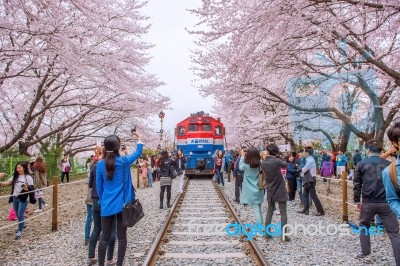 Jinhae,korea - April 4 : Jinhae Gunhangje Festival Is The Largest Cherry Blossom Festival In Korea.tourists Taking Photos Of The Beautiful Scenery Around Jinhae,korea On April 4,2015 Stock Photo