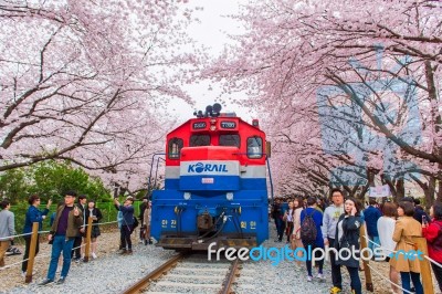 Jinhae,korea - April 4 : Jinhae Gunhangje Festival Is The Largest Cherry Blossom Festival In Korea.tourists Taking Photos Of The Beautiful Scenery Around Jinhae,korea On April 4,2015 Stock Photo