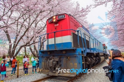 Jinhae,korea - April 4 : Jinhae Gunhangje Festival Is The Largest Cherry Blossom Festival In Korea.tourists Taking Photos Of The Beautiful Scenery Around Jinhae,korea On April 4,2015 Stock Photo