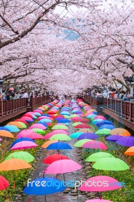 Jinhae,korea - April 4 : Jinhae Gunhangje Festival Is The Largest Cherry Blossom Festival In Korea.tourists Taking Photos Of The Beautiful Scenery Around Jinhae,korea On April 4,2015 Stock Photo