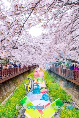 Jinhae,korea - April 4 : Jinhae Gunhangje Festival Is The Largest Cherry Blossom Festival In Korea.tourists Taking Photos Of The Beautiful Scenery Around Jinhae,korea On April 4,2015 Stock Photo