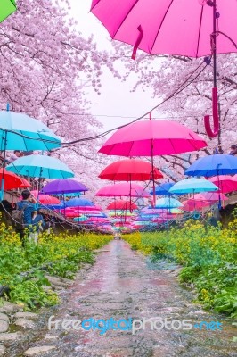 Jinhae,korea - April 4 : Jinhae Gunhangje Festival Is The Largest Cherry Blossom Festival In Korea.tourists Taking Photos Of The Beautiful Scenery Around Jinhae,korea On April 4,2015 Stock Photo