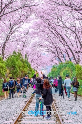 Jinhae,korea - April 4 : Jinhae Gunhangje Festival Is The Largest Cherry Blossom Festival In Korea.tourists Taking Photos Of The Beautiful Scenery Around Jinhae,korea On April 4,2015 Stock Photo