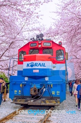 Jinhae,korea - April 4 : Jinhae Gunhangje Festival Is The Largest Cherry Blossom Festival In Korea.tourists Taking Photos Of The Beautiful Scenery Around Jinhae,korea On April 4,2015 Stock Photo