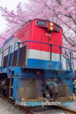 Jinhae,korea - April 4 : Jinhae Gunhangje Festival Is The Largest Cherry Blossom Festival In Korea.tourists Taking Photos Of The Beautiful Scenery Around Jinhae,korea On April 4,2015 Stock Photo