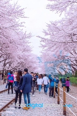 Jinhae,korea - April 4 : Jinhae Gunhangje Festival Is The Largest Cherry Blossom Festival In Korea.tourists Taking Photos Of The Beautiful Scenery Around Jinhae,korea On April 4,2015 Stock Photo