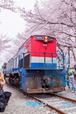 Jinhae,korea - April 4 : Jinhae Gunhangje Festival Is The Largest Cherry Blossom Festival In Korea.tourists Taking Photos Of The Beautiful Scenery Around Jinhae,korea On April 4,2015 Stock Photo