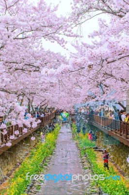 Jinhae,korea - April 4 : Jinhae Gunhangje Festival Is The Largest Cherry Blossom Festival In Korea.tourists Taking Photos Of The Beautiful Scenery Around Jinhae,korea On April 4,2015 Stock Photo