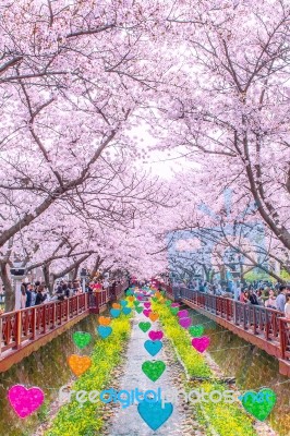 Jinhae,korea - April 4 : Jinhae Gunhangje Festival Is The Largest Cherry Blossom Festival In Korea.tourists Taking Photos Of The Beautiful Scenery Around Jinhae,korea On April 4,2015 Stock Photo